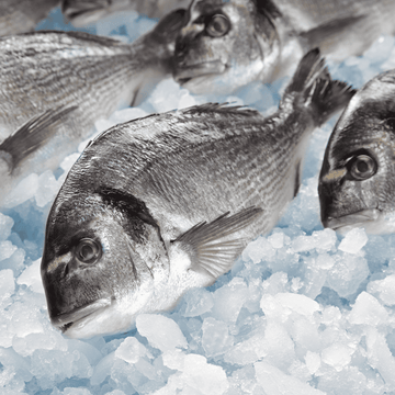 Black Sea Bass - Whole Fish